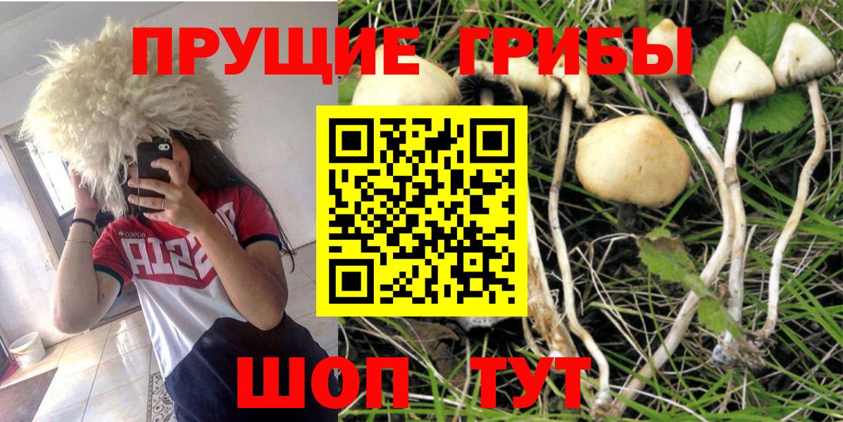 Сыктывкар  Галлюциногенные грибы Psilocybine cubensis  Вход с VPN  Псилоцибиновые грибы GOLDEN TEACHER 